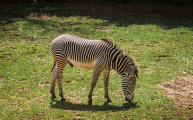 Fototapeta na wymiar Lonely zebra