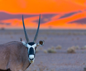 Gemsbok or gemsbuck (Oryx gazella), Namib Desert, Namibia, Africa
