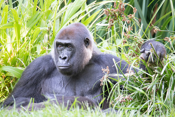 gorilla with deep gaze 
