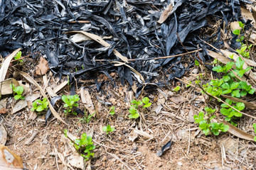 Traces of burning leaves on the ground