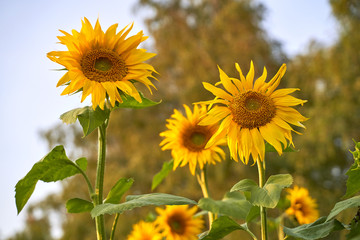 Close up shot of gorgeous blooming sunflowers
