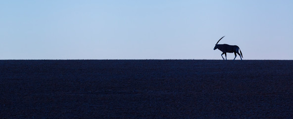 Gemsbok or gemsbuck (Oryx gazella), Namib Desert, Namibia, Africa