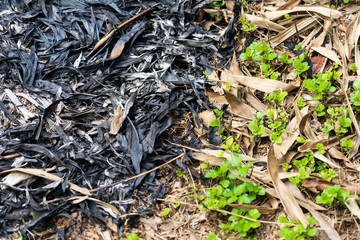 Traces of burning leaves on the ground