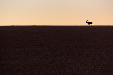 Gemsbok or gemsbuck (Oryx gazella), Namib Desert, Namibia, Africa