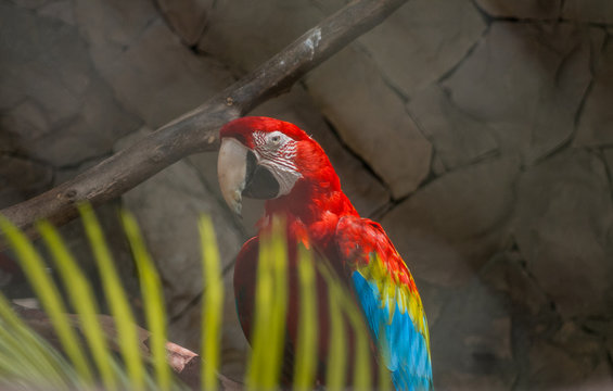 All the colous of a Scarlat Macaw