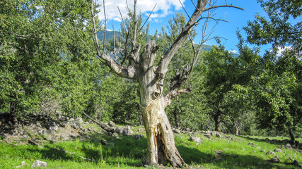 Strange dry tree with branches spaced in opposite directions on a summer day in a circle of trees