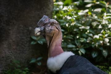 A huge condor