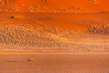 Gemsbok or gemsbuck (Oryx gazella), Namib Desert, Namibia, Africa