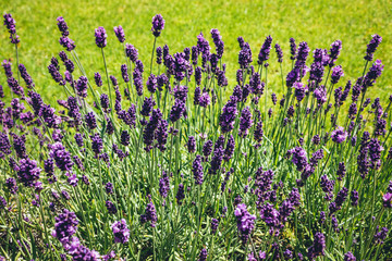 Naklejka premium Purple Pods