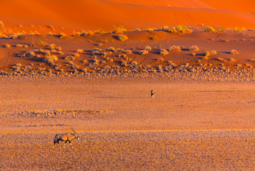 Gemsbok or gemsbuck (Oryx gazella), Namib Desert, Namibia, Africa