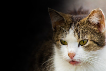 a colony of stray cats living near an abandoned factory