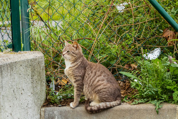 a colony of stray cats living near an abandoned factory