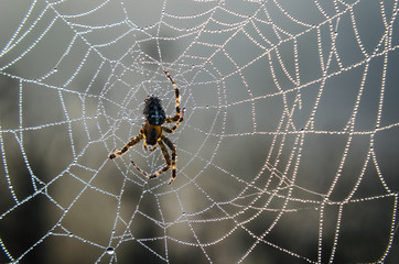 CRIPPLE SPIDER - Hunter on his cobwebs in the rays of the autumn sun