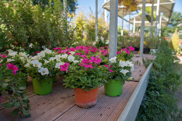 Pots of Pink and white flowers for sale in a nursery