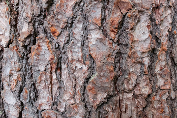 Pine tree bark texture. Close-up as a background in full screen