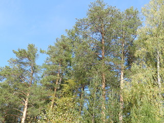 Ural autumn