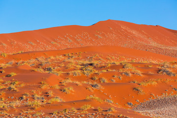 Gemsbok or gemsbuck (Oryx gazella), Namib Desert, Namibia, Africa