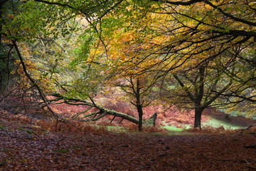 Autumn on the Quantock Hills