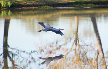 Flying blue heron and his reflection