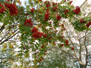 Ural autumn