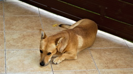 pies oczekuje © Pawe