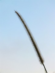 Grass flower and sky on a beautiful day