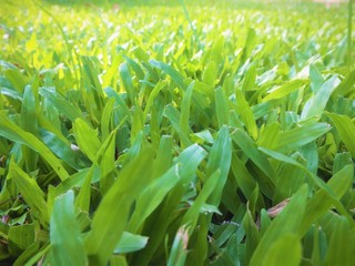 Beautiful fresh green grass in the garden. green leaves texture background.