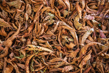 Brown leaves on the ground