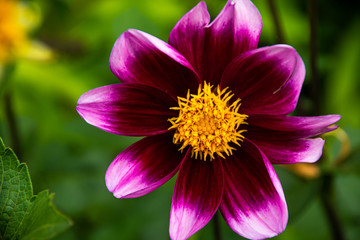 Obraz premium purple flower