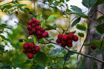 Ripe red berries of hawthorn on the branches.