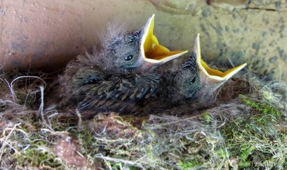 Hungry baby birds in nest