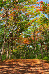 Naklejka premium The Flame Tree or Royal Poinciana tunnel