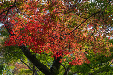 Autumn leaves in the sun light