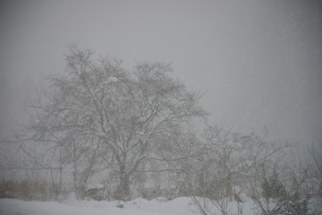 雪景色