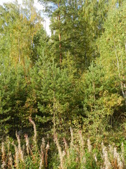 Ural autumn