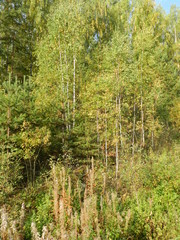 Ural autumn