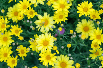 Yellow autumn garden camomile flowers green background
