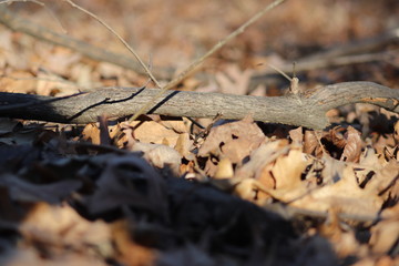 Branch on Fall Leaves