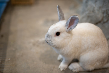 Closeup Little Cute rabbit on the floor