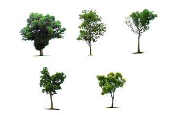 the group of brown  trees with branch and green leaves on white background isolated
