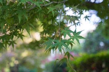 Green maple leaves during autumn