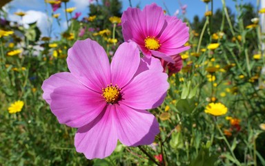 Wunderschöne Blumenwiese, Close-up in Pink und Gelb, Bienenweide, bunt