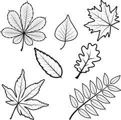 Set of different black-white autumn maple grape oak rowan birch tree chestnut leaves. Includes outline contour leaves.