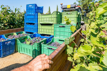 A tractor with a trailer loads the boxes full of black grapes to take to the winery for wine production during the harvest