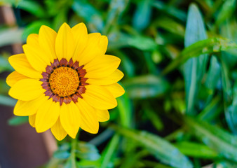 Yellow flower closeup.