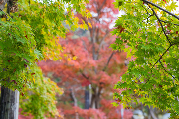 Autumn leaves in the sun light