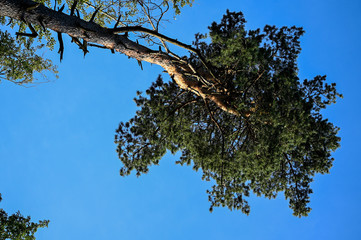 tree and blue sky