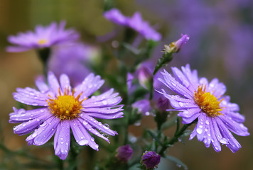 Obraz premium Lilac asters with raindrops covered petals and yellow centers grow on a flowerbed in late autumn