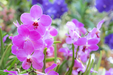 Fototapeta na wymiar Beautiful orchid flowers background in the garden