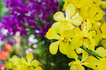 Beautiful yellow orchid flower and green leaves background in the garden